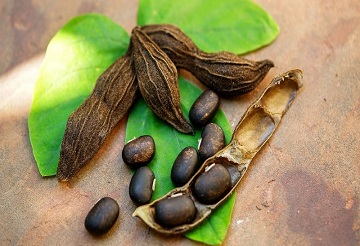 Mucuna Pruriens Extract